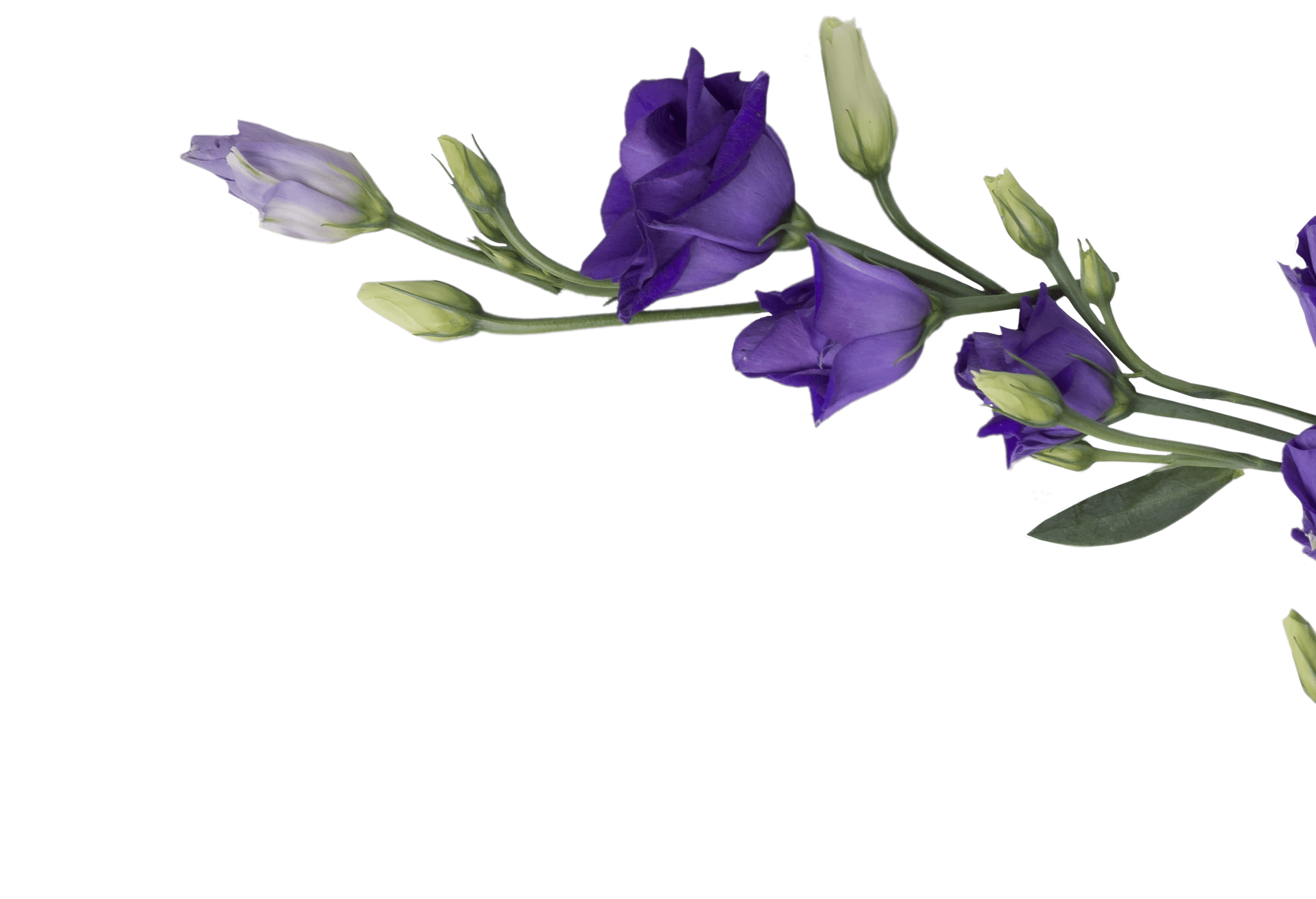 Decorative Flower